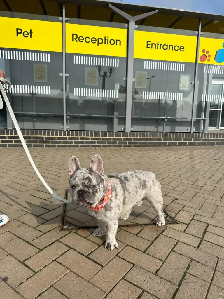 calais-london-pet-taxi