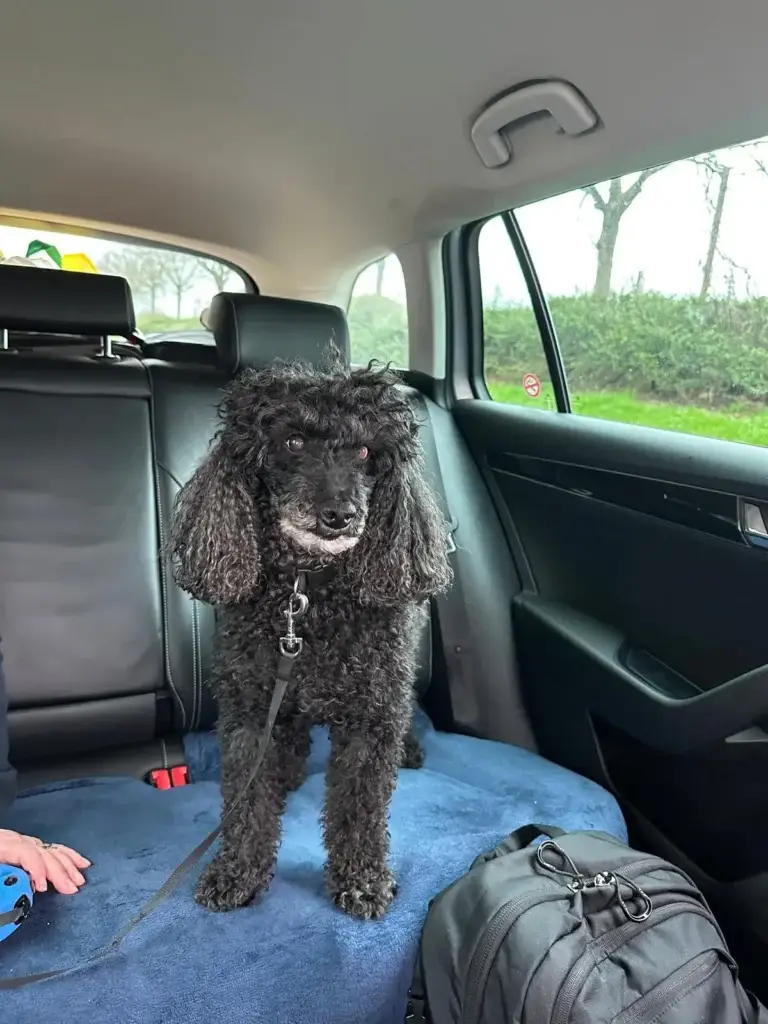 Pet Taxi Amsterdam to Manchester